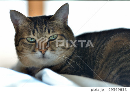 鋭い視線でこちらも見るキジトラの猫 鋭い視線でこちらも見るキジトラの猫 99549658