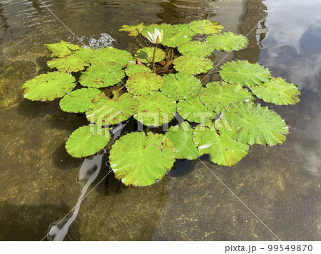 Selective focus of koi fish pond or brocade carp, with lotus plant on the water in modern pond design Selective focus of koi fish pond or brocade carp, with lotus plant on the water in modern pond design 99549870