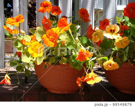 ナスタチウム 99549879