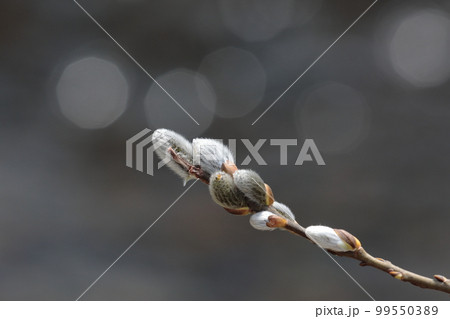 ヤナギの花 ヤナギの花 99550389