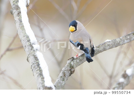 雪の日に出会ったイカル 99550734