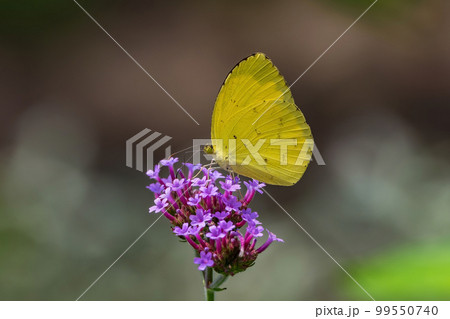 花の蜜を吸うキチョウ 花の蜜を吸うキチョウ 99550740