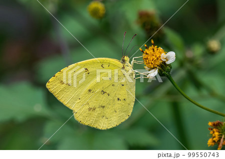 花の蜜を吸うキチョウ 花の蜜を吸うキチョウ 99550743
