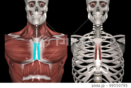 人体の胴部筋肉（胸骨筋） 99550795