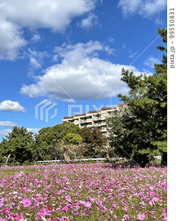 あおぞらに映えるピンクに染まったコスモス園 99550831