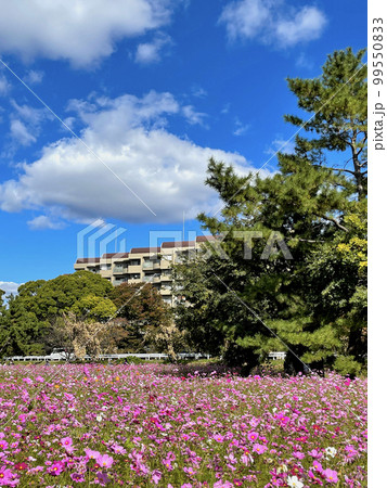 あおぞらに映えるピンクに染まったコスモス園 99550833
