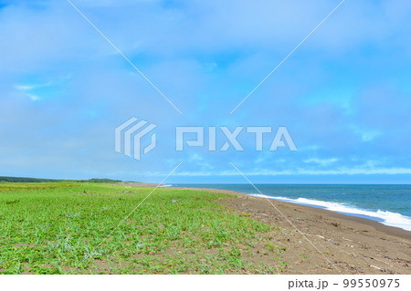 北海道ベニヤ原生花園 99550975
