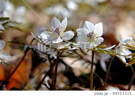 セツブンソウ 99551315