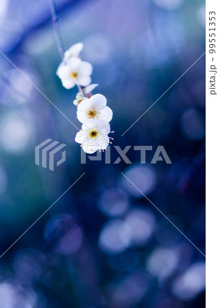 蒼に梅 99551353