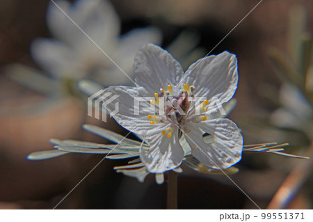 セツブンソウ 99551371