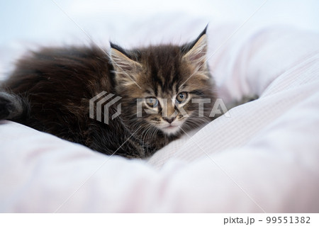 生後2ヶ月のメインクーンの子猫 生後2ヶ月のメインクーンの子猫 99551382