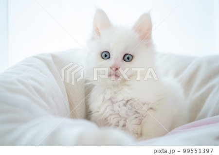生後2ヶ月のメインクーンの子猫 99551397