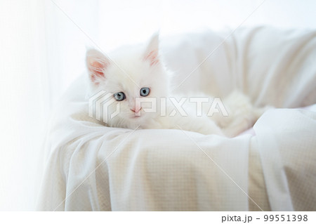 生後2ヶ月のメインクーンの子猫 生後2ヶ月のメインクーンの子猫 99551398