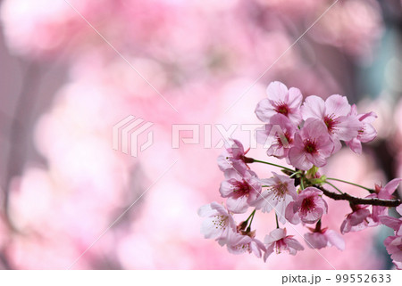 The beautiful sakura (cherry blossom) bloom in the garden The beautiful sakura (cherry blossom) bloom in the garden 99552633