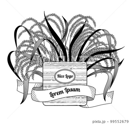 Engraving plant seeds. Rice cereal. Paddy monochrome sketch. Vintage nature food frame. Grain ears and leaves. Agriculture harvest. Logo or ribbon. Retro farm hand drawing. Vector current illustration Engraving plant seeds. Rice cereal. Paddy monochrome sketch. Vintage nature food frame. Grain ears and leaves. Agriculture harvest. Logo or ribbon. Retro farm hand drawing. Vector current illustration 99552679