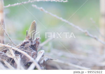 早春のつくしが元気よく(春色のイメージ) 早春のつくしが元気よく(春色のイメージ) 99552822