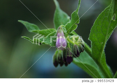 過去には野菜や薬草に使われていたが今は日本では駄目、ヨーロッパ原産の ヒレハリソウ コンフリー 西洋 過去には野菜や薬草に使われていたが今は日本では駄目、ヨーロッパ原産の ヒレハリソウ コンフリー 西洋 99553429