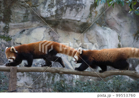 木の上を歩くレッサーパンダ 99553760