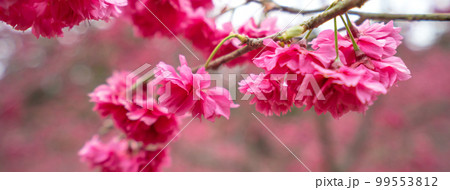 桜 さくら サクラ 99553812