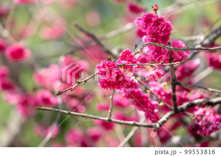 桜 さくら サクラ 99553816