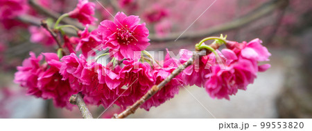 桜 さくら サクラ 99553820