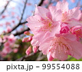 寒緋桜の開花 99554088