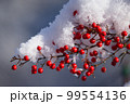 雪の積もった南天の実 99554136