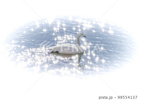 逆光に煌めく川面の白鳥 逆光に煌めく川面の白鳥 99554137