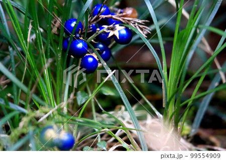 ジャノヒゲ ジャノヒゲ 99554909