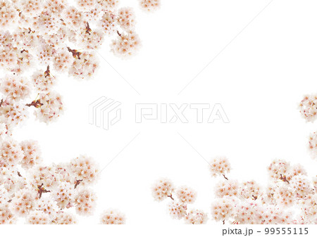 桜の花 99555115