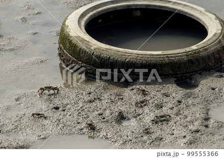 藤前干潟　不法投棄投棄されたごみと干潟のカニ 99555366