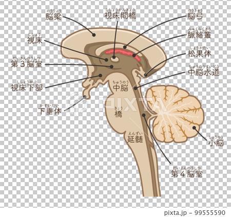 Illustration of the brain, brainstem and cerebellum 99555590