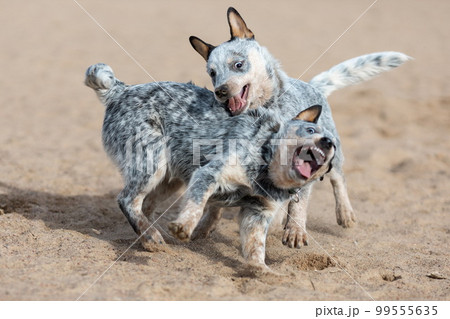 Two funny puppies of australian cattle dog or blue heeler breed playing together on sand. Dogs in motion 99555635