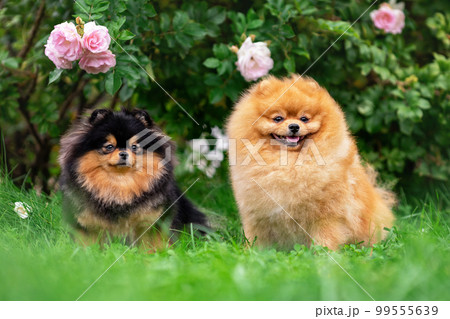Couple of cute pomeranian spitz dogs are sitting together among flowers and green grass at nature 99555639