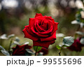 バラ 99555696