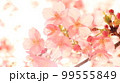 桜 (サイズ16：9) 99555849