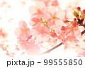桜 99555850