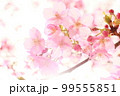 桜 99555851