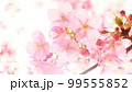 桜 (16：9) 99555852