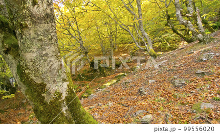 Hayedo de la Pedrosa Beech  Forest, Spain 99556020