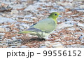 ハト (山鳩 写真サイズ16：9) 99556152