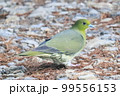 ハト (山鳩) 99556153