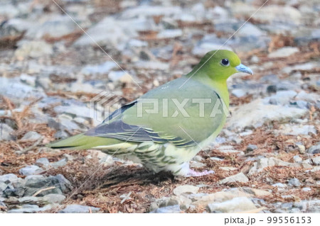 ハト (山鳩) 99556153