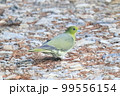 山鳩 99556154