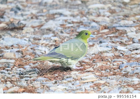 山鳩 99556154