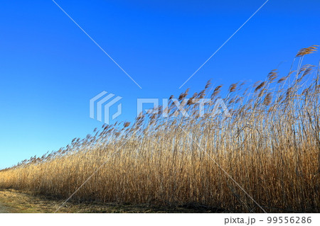 ヨシ原が広がる渡良瀬遊水地 99556286