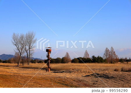 ヨシ原が広がる渡良瀬遊水地 99556290