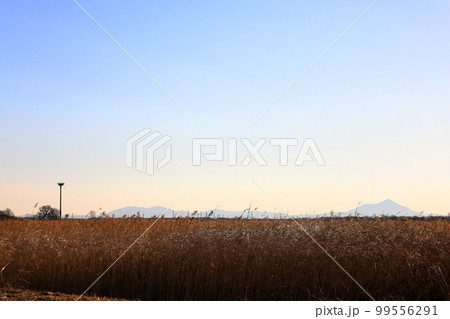 ヨシ原が広がる渡良瀬遊水地 ヨシ原が広がる渡良瀬遊水地 99556291