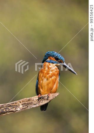 Kingfisher, Monfrague National Park, Spain Kingfisher, Monfrague National Park, Spain 99556425