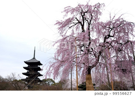 京都 東寺 五重塔と枝垂れ桜 京都 東寺 五重塔と枝垂れ桜 99556627